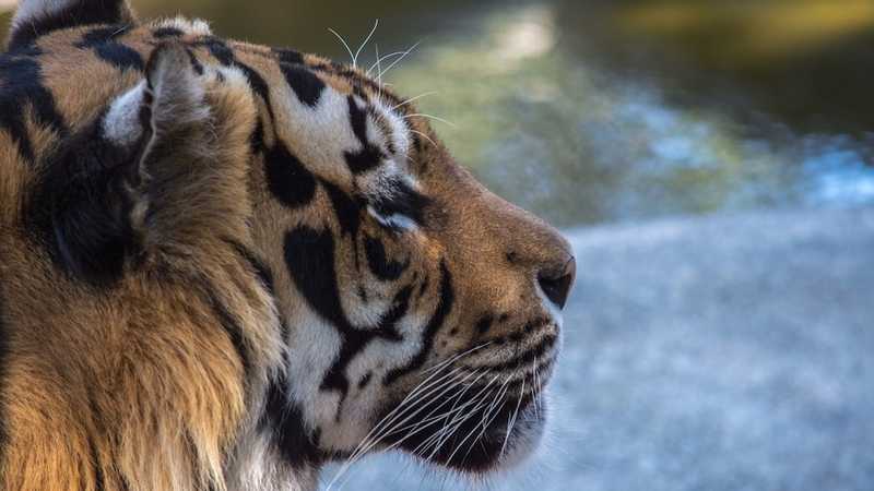 بعد بريطانيا.. أستراليا تحقق في تجنيد الصين لطياريها